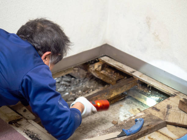 Best DIY Mold Remediation Support Services in Holmes Beach, FL